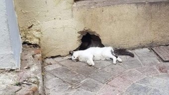 φωτο Κιβωτός του Θοδωρή φωτο Κιβωτός του Θοδωρή