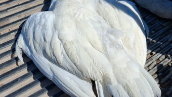 Μεγάλη πίκρα η απώλεια της άσπρης χήνας