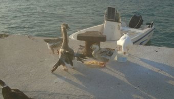 Σεβασμός στις… χήνες! Σεβασμός στις… χήνες!