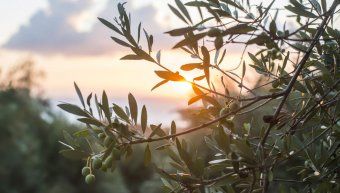 Αναπτυξιακή στήριξη του αγροτικού τομέα από την Τράπεζα Πειραιώς
