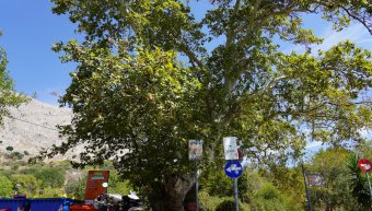 Είχε προγραμματιστεί κλάδεμα αλλά ο πλάτανος δεν... περίμενε