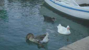 Δύο χήνες και ένα παπάκι έχουν γίνει η όμορφη ατραξιόν μικρών αλλά και μεγάλων στο λιμανάκι της Αγ. Ερμιόνης Δύο χήνες και ένα παπάκι έχουν γίνει η όμορφη ατραξιόν μικρών αλλά και μεγάλων στο λιμανάκι της Αγ. Ερμιόνης