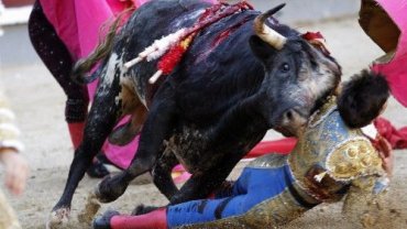  Σοκαριστικός τραυματισμός νεαρού ταυρομάχου στην πρώτη του ταυρομαχία - ΣΚΛΗΡΕΣ ΕΙΚΟΝΕΣ