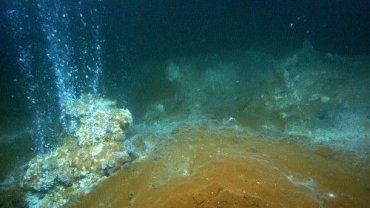 Ερευνητές από την Ιταλία και την Ελλάδα παρατήρησαν τη συγκεκριμένη συμπεριφορά για πρώτη φορά παγκοσμίως 