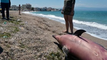 Το νεκρό δελφίνι