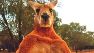 Το πιο μυώδες καγκουρό στον κόσμο