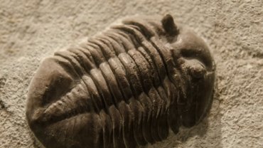 απολίθωμα αρχέγονου ζώου της Κάμβριας περιόδου