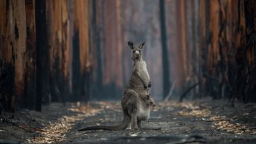 australia_fire_kangaroo