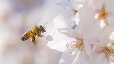 λουλούδια, μέλισσα