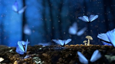 butterflies-mushroom-plants-macro-forest-bokeh