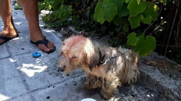 Το άτυχο σκυλάκι