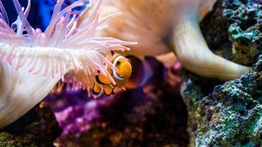 Κοραλλιογενής ύφαλος