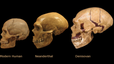 η εξέλιξη του ανθρώπου από τον Denisovan, στον Neanderthal κι έπειτα στον μοντέρνο άνθρωπο