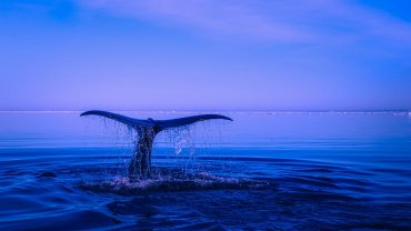 ουρά φάλαινας