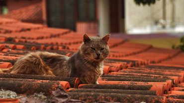 γάτα στη σκεπή