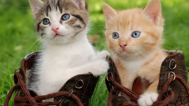 7 τρόποι με τους οποίους οι γάτες μπορούν να βελτιώσουν την υγεία σας