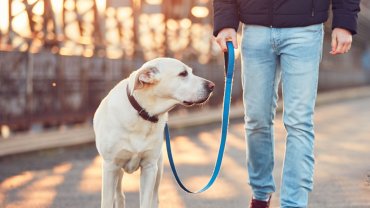 σκύλος, άνθρωπος, βόλτα, λουρί
