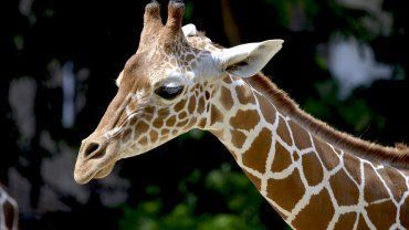 Καμηλοπάρδαλη