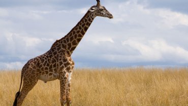 καμηλοπάρδαλη