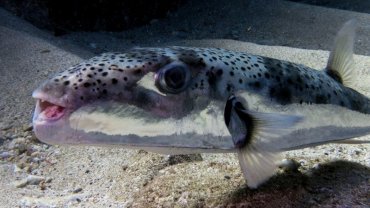 Λαγοκέφαλος