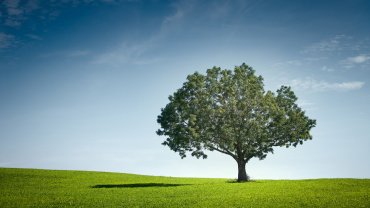 μοναχικό δέντρο