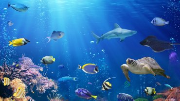 θαλάσσια ζωή