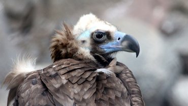 μαυρόγυπας