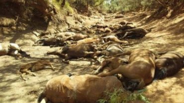 νεκρά άγρια άλογα 