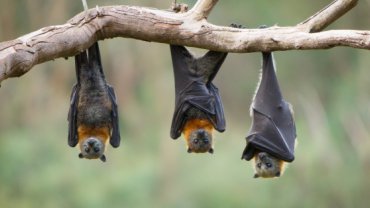 νυχτερίδες 