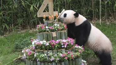 Το πάντα Μπέι Μπέι 