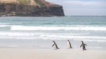 penguins_in_new_zealand