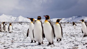 πιγκουΐνοι της Ανταρκτικής