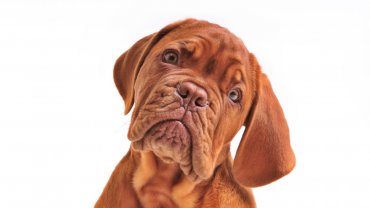 κουταβίσιο βλέμμα