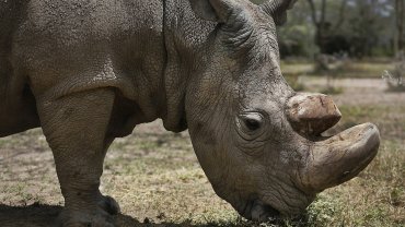 ο Ταμ, ο τελευταίος αρσενικός ρινόκερος της Σουμάτρα
