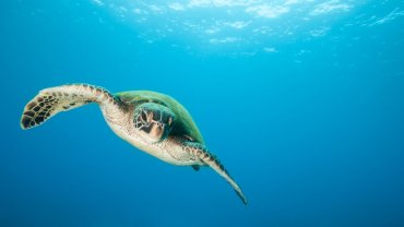 θαλάσσια χελώνα