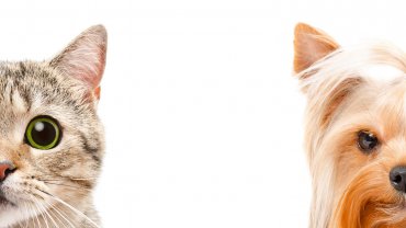 γάτα, σκύλος