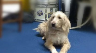 η μασκότ των φίλων του Αστέρα Τρίπολης