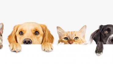 σκύλοι, γάτες