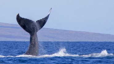 ουρά φάλαινας
