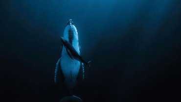 whale_image
