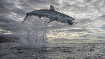 white_shark_week_discovery