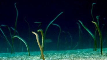 xelia-enydrio-iapwnia-face_time