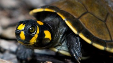 turtle-agriazwi-amazonios-brazilia