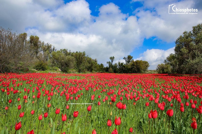 Λαλάδες: οι άγριες Τουλίπες Χίου