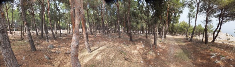 Δάσος στο Αίπος, μετά τον καθαρισμό