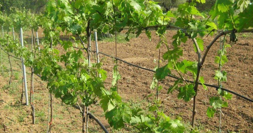 Φύτευση αμπελιών Φύτευση αμπελιών