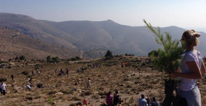 Αναδάσωση στην Αμανή Αναδάσωση στην Αμανή