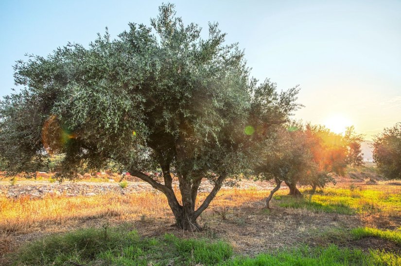 Ελαιοτεμάχια θα ονομάζουν τα ελαιόδεντρα από 'δώ και πέρα Ελαιοτεμάχια θα ονομάζουν τα ελαιόδεντρα από 'δώ και πέρα