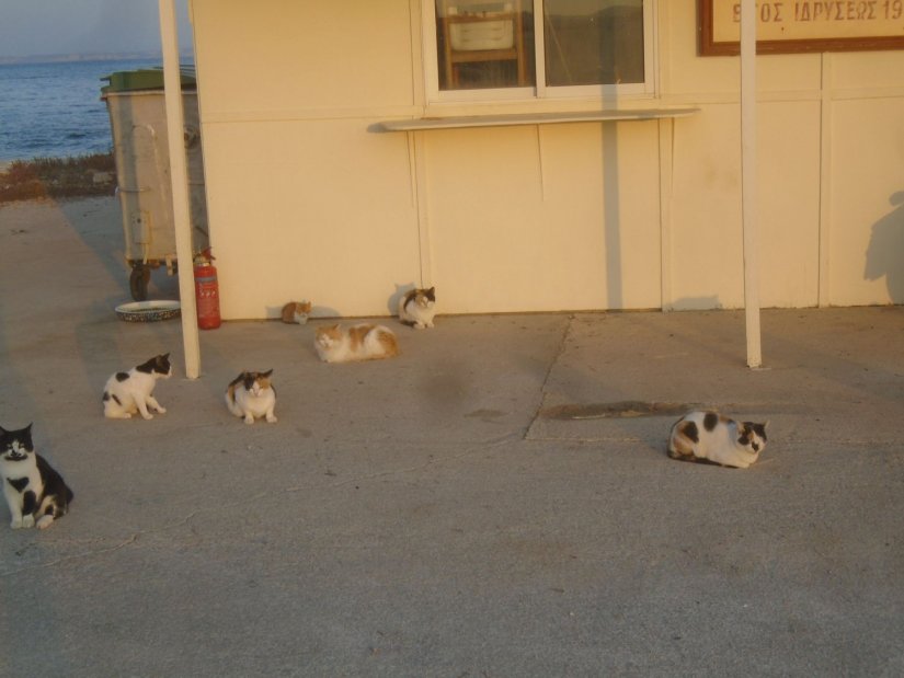 Στο λιμανάκι της Αγ. Ερμιόνης υπάρχουν πολλές γάτες, μικρές μεγάλες ακόμα και… νήπια.