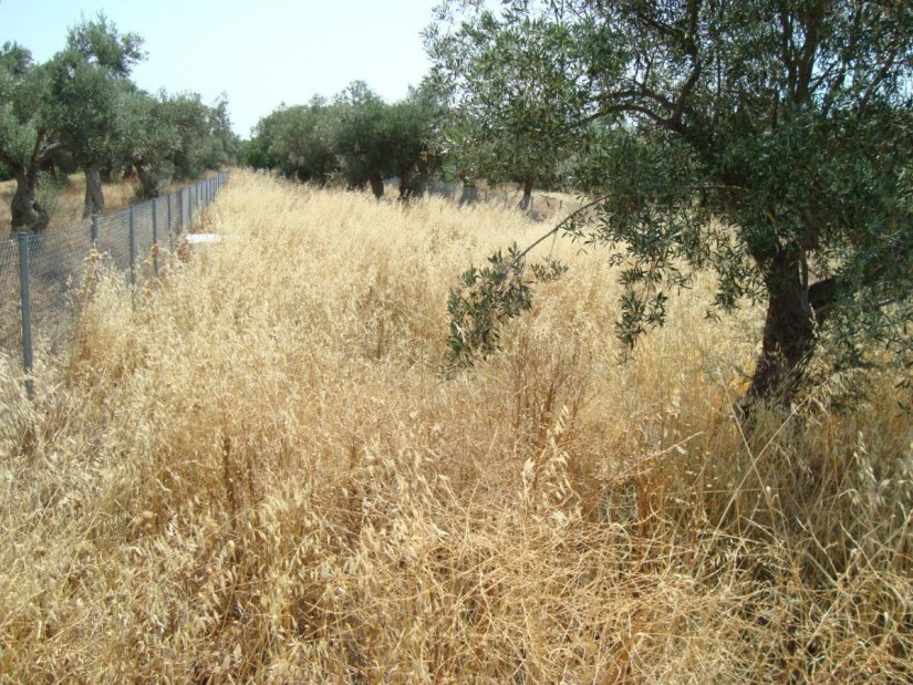 Προειδοποίηση εξέδωσε ο Δήμος Χίου προς τους δημότες να καθαρίσουν τα χωράφια τους ενόψει της αντιπυρικής περιόδου